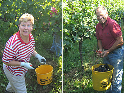 Lesebeginn im Weingut Zähringer