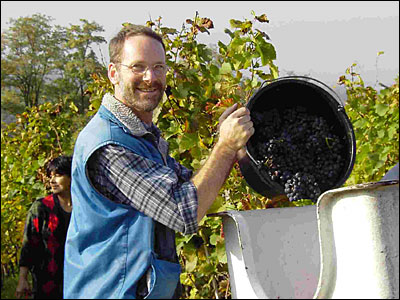 Weinlese im Weingut Harteneck