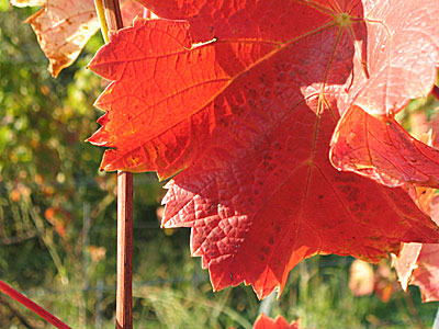 Herbstlaub in Baden