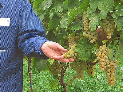 Interessante Weißweine erwarten die badischen ECOVIN-Winzer