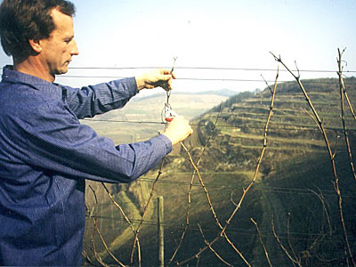 Rebschnitt in Ihringen am Kaiserstuhl