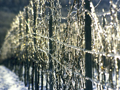 Rebzeilen mit Schnee und Eis