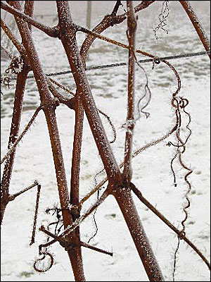 Winterruhe auch in den markgräfler Reben