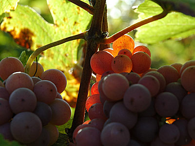 Herbst in Baden