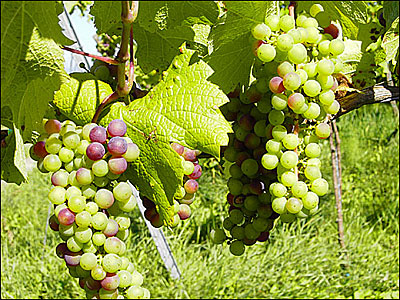 Sommer-Impressionen aus dem Weingut Harteneck