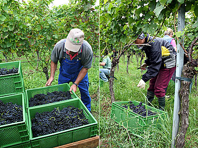 Lese im Weingut Zähringer