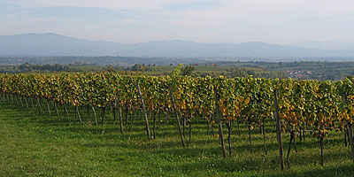 Rheinebene und Schwarzwald