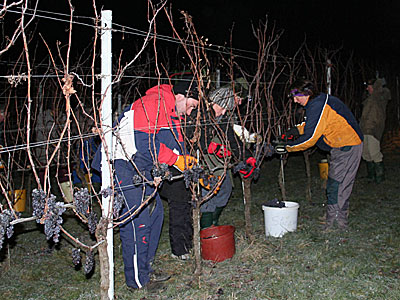 Eiswein-Lese