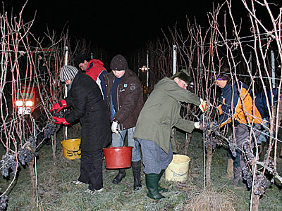 Eiswein-Lese
