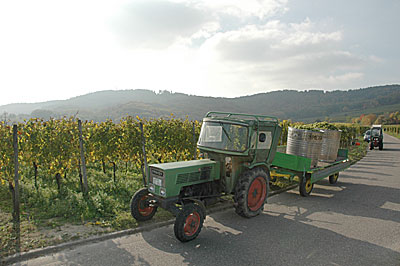 Lese am Kaiserstuhl