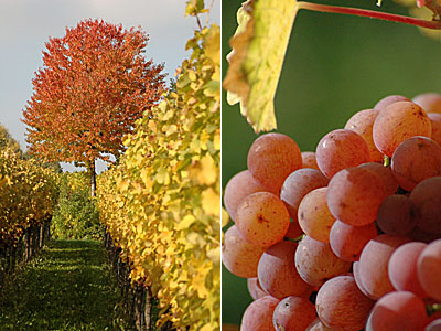 Lese am Kaiserstuhl