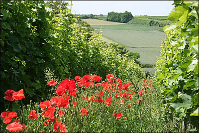 Klatschmohn