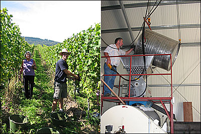 Bio-Weinlese am Kaiserstuhl