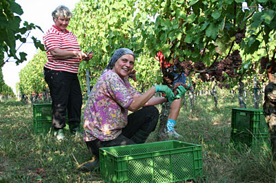 Lese im Weingut Zähringer