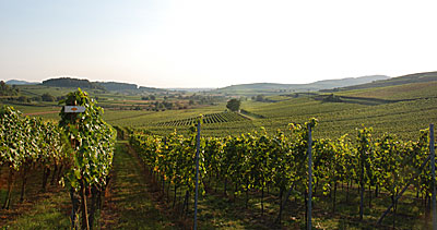 Bioweinlese am Kaiserstuhl
