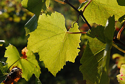 Herbst in Baden
