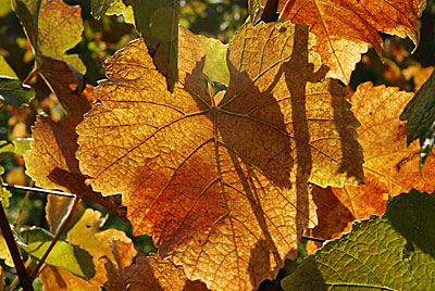 Herbst in Baden
