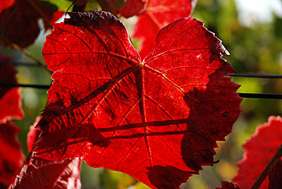 Herbst in Baden