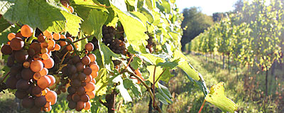 Reife Bio-Trauben in badischen ECOVIN-Weinbergen