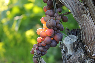 Weinlese der Biowinzer in Baden