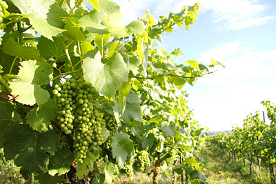 Reben wachsen 2011 schneller Reben wachsen 2011 schneller