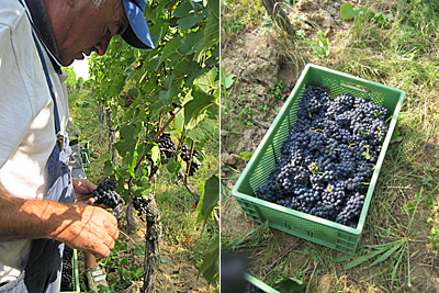 Lesebeginn der badischen Ecovin-Winzer