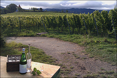 Weinlese im Weingut Zähringer Weinlese im Weingut Zähringer