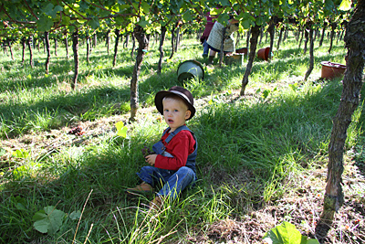 Große Zufriedenheit über die Weinlese 2011