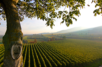 Rebflächen am Kaiserstuhl