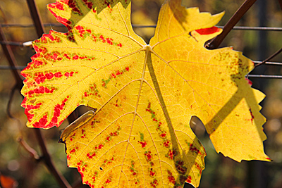 Herbstfarben