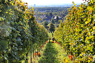 Bildimpressionen aus der Weinlese 2012