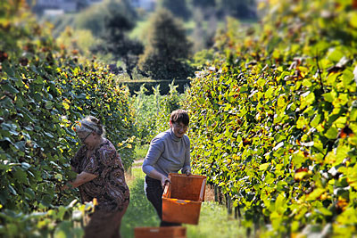 Bildimpressionen aus der Weinlese 2012