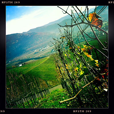 Weinberge im November