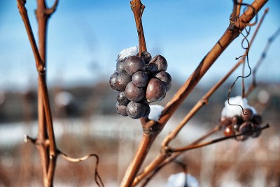 Schnee und Eis in badischen Weinbergen