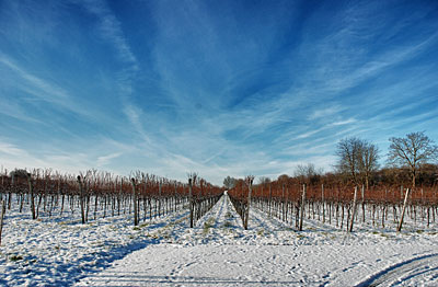 Weinberge mit Schnee