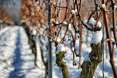 Der Winter hält Südbaden weiterhin fest im Griff