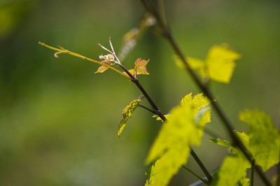 Reben-Wachstum Sommer 2013