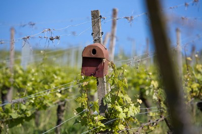 Reben-Wachstum Sommer 2013