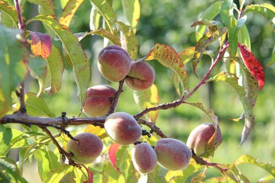 Weinbergpfirsiche