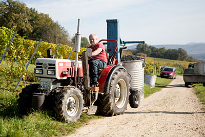 Herbstimpressionen aus dem Weingut Kaufmann