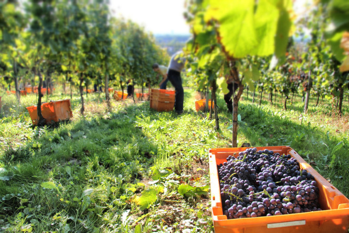 Bio-Weinlese in Baden