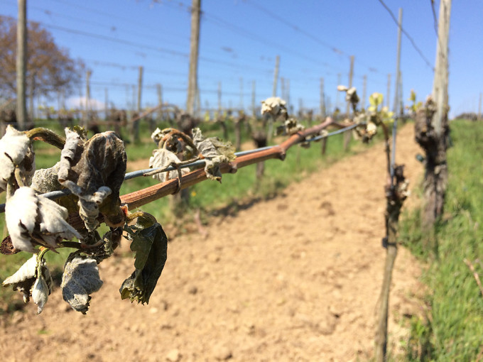 Frostschäden gab es auch bei den ECOVIN-Winzern in Baden