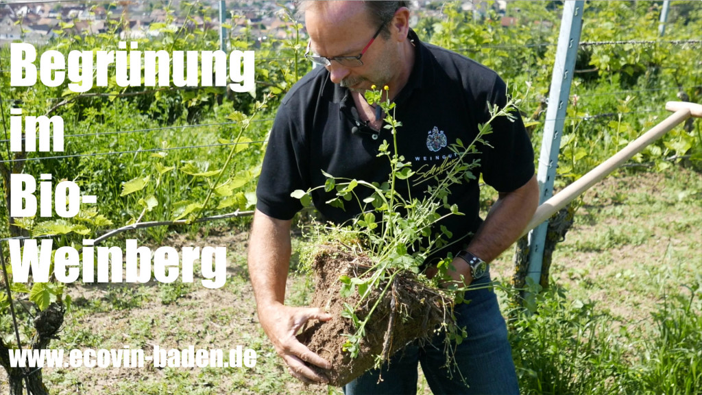 170606_begrünung1