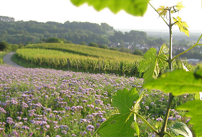 Weinerlebniswanderung im Weingut Harteneck