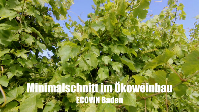 Minimalschnitt im Ökoweinbau