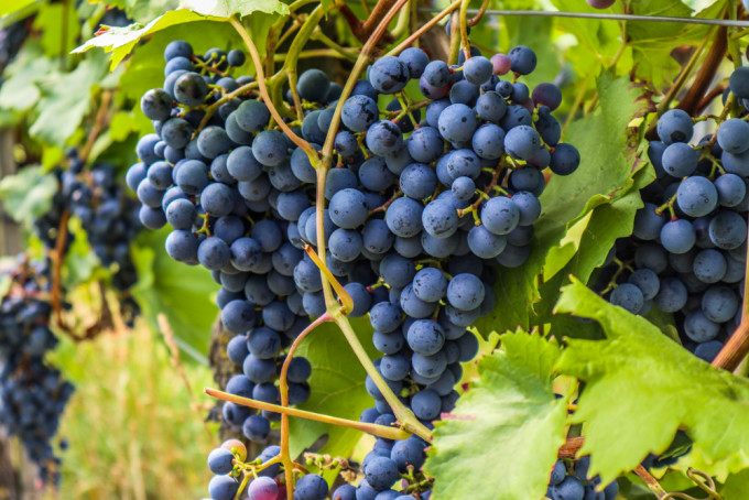 Die Weinlese beginnt in diesem Jahr so früh wie selten. 