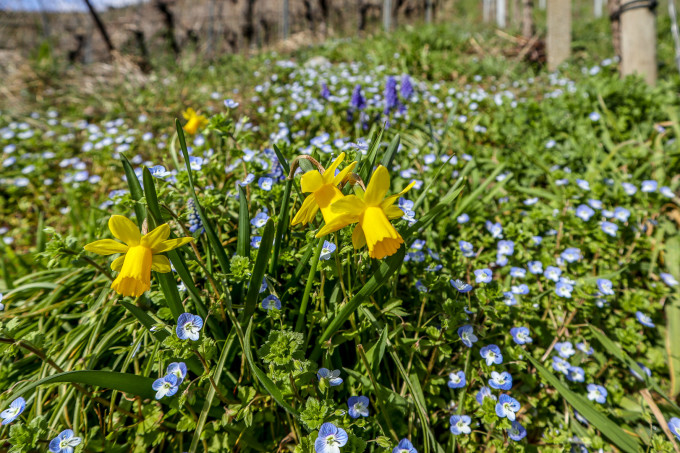 Blühende Weinberge